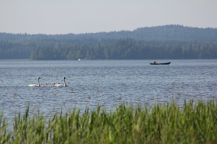 лебед, лодка, лодкаря, мир, мълчание, езеро, Рийд