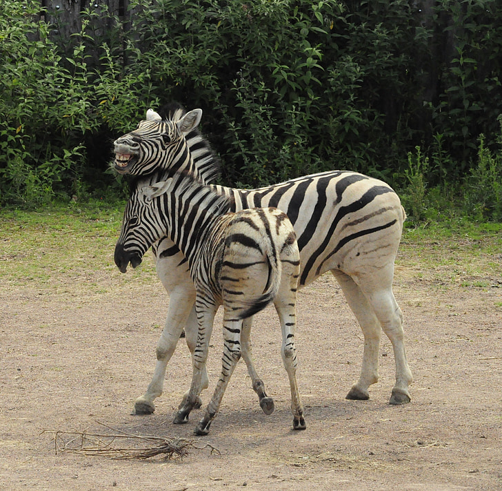 Zebra, Baby, zebraränder, Zoo, zebror, Afrika, vilda