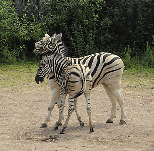 Zebra, bébé, zébrures, Zoo, zèbres, l’Afrique, sauvage