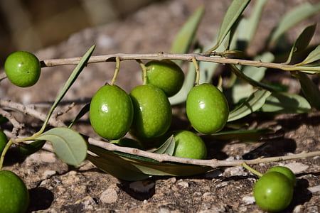 olivy, zelená, zelené olivy, Středomořská, Příroda, peckovice, čerstvé olivy