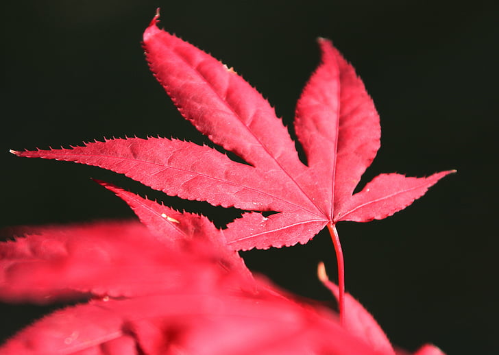 feuilles, érable, rouge, nature, Couleur, arbre