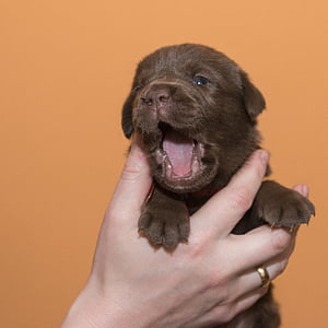 Labrador, hondje, huisdier, chocolade, hond, dier, huisdieren