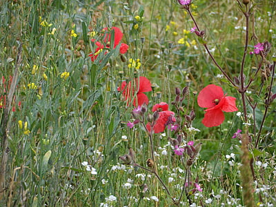 Meadow, Prairie d’été, fleurs, rouge, jaune, blanc, Rose