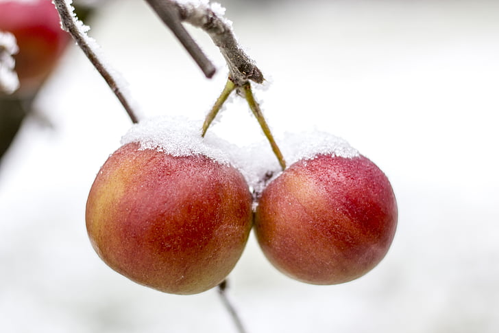 แอปเปิ้ล, น้ำค้างแข็ง, แช่แข็ง, ฤดูหนาว, หิมะ, น้ำแข็ง, ธรรมชาติ
