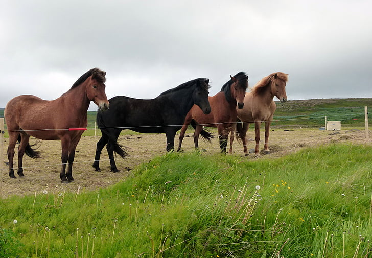 konie, krajobraz, Natura, Islandia
