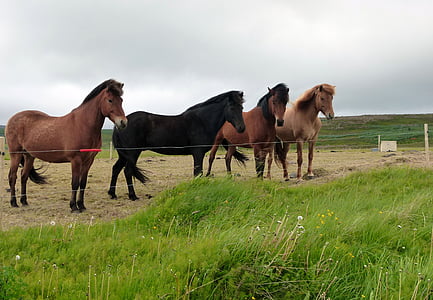 cavalls, paisatge, natura, Islàndia