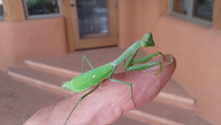 inseto, Bug, predador, verde, Praying mantis, animal, natureza
