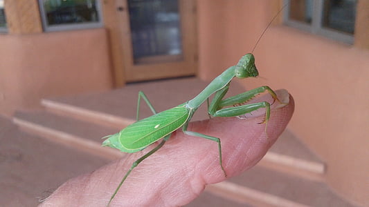 insectă, bug-ul, prădător, verde, Praying mantis, animale, natura