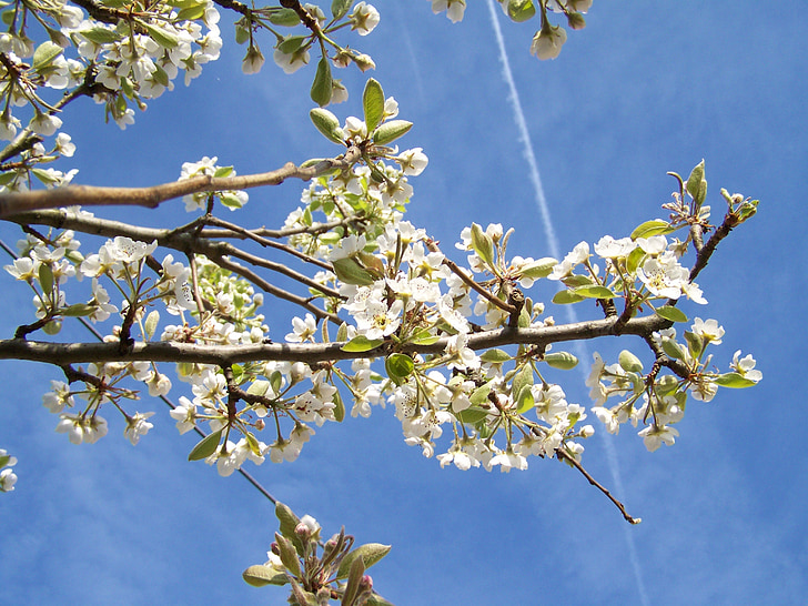 blommande cherry tree, vit blomma, våren