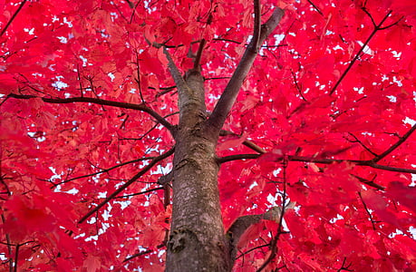 sarkana, koks, kļavas, rudens, zaļumi, stumbrs, apdare