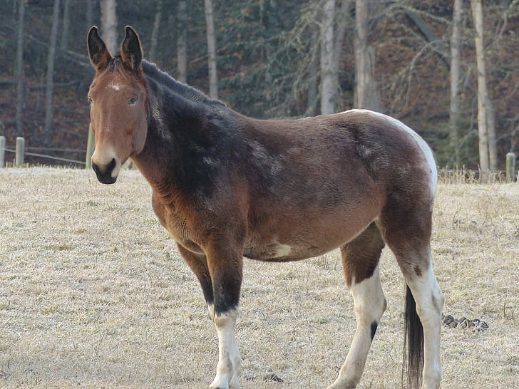 Quarter horse, zwierząt, ssak, Farma Zwierzęca, wczesną zimą, już szron, Natura