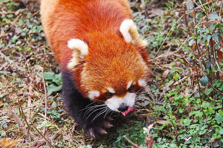 adorable, pandes vermells, Sichuan, blanc i negre, adorable, l'animal nacional, colla