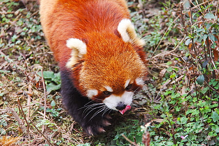 loveable, Raudonoji Panda, Sichuan, juoda ir balta, žavinga, nacionalinę gyvūnų, pandos