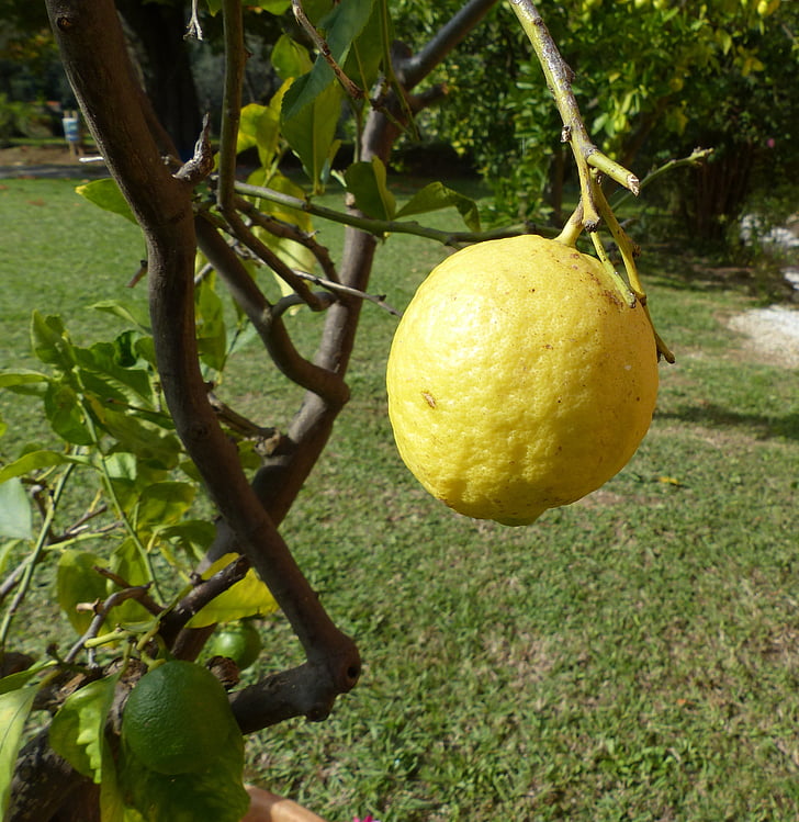 lemon, lemon tree, italy, tuscany