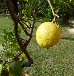 limone, albero di limone, Italia, Toscana