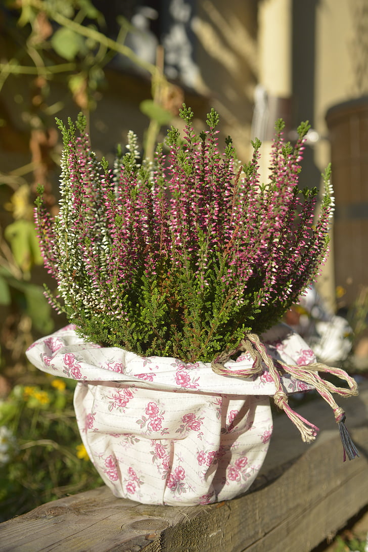 heide, herb, erika, pot, white, purple, violet