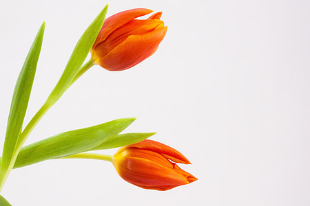 tulip, spring, flower, schnittblume, blossom, bloom, plant