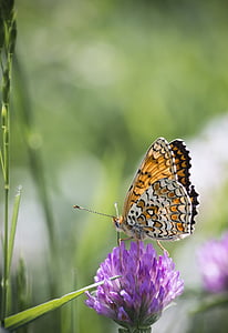 Schmetterling, Natur, Grass, Flügel, Färbung, Blume, Insekt
