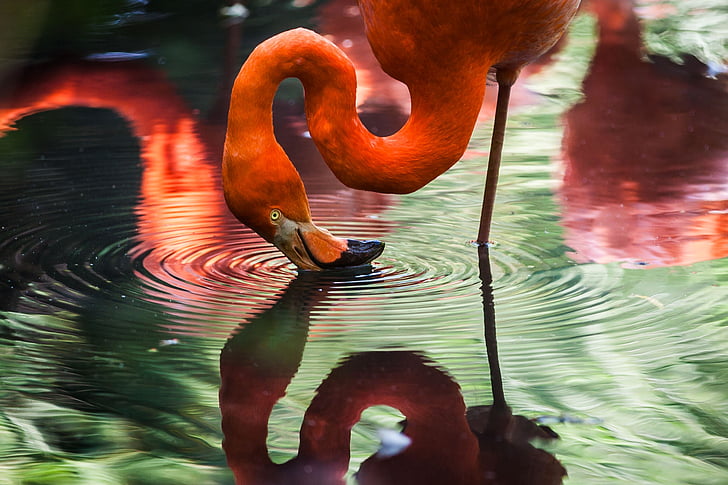 dzīvnieku, putnu, putns, spalvas, Flamingo, ezers, spalvas
