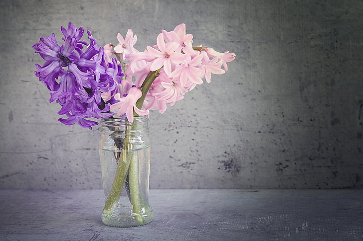 Hyacint, bloemen, vaas, glas, geurende bloemen, schnittblume, paars