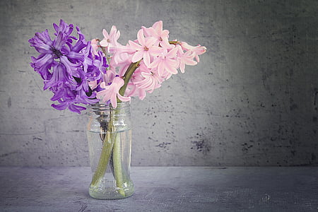 hyacinth, flowers, vase, glass, fragrant flowers, schnittblume, purple