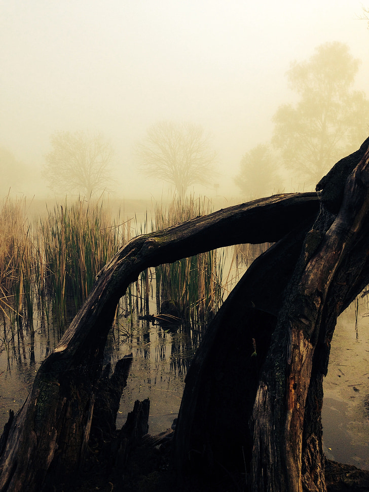 moor, tree, fog, mystical, mysterious, nature, mood