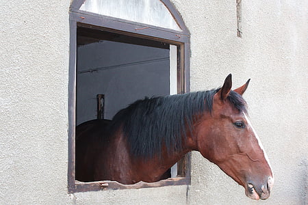 hesten, hovedet af en hest, Mount, manke, Konik, lederen af den, pony