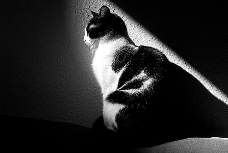 cat, black and white, animals, black