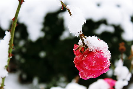 rose, snow, winter, nature, red, covered, blossom