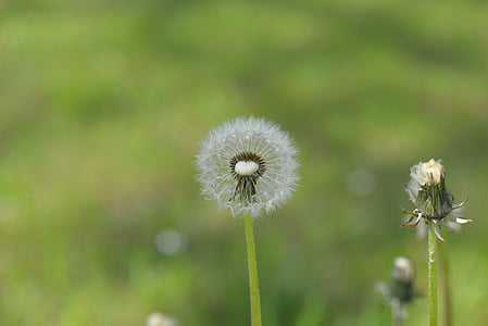 dandelion, seeds, pointed flower, nature