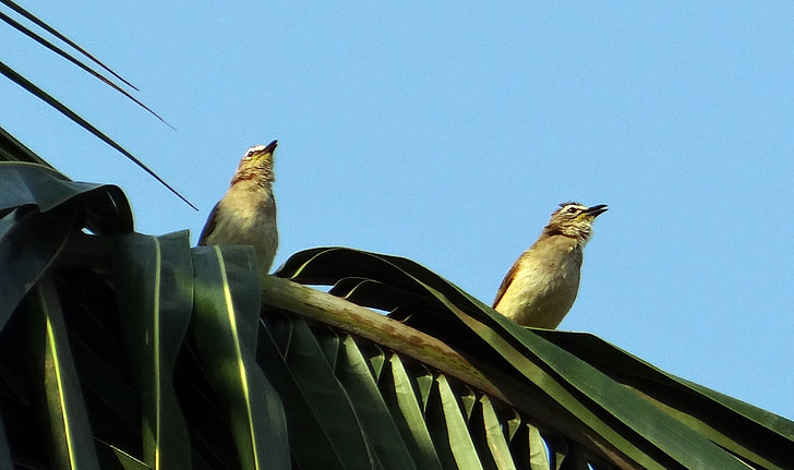 Grey breasted-lachen lijster, Garrulax jerdoni, lijsters, vogel, Dharwad, India