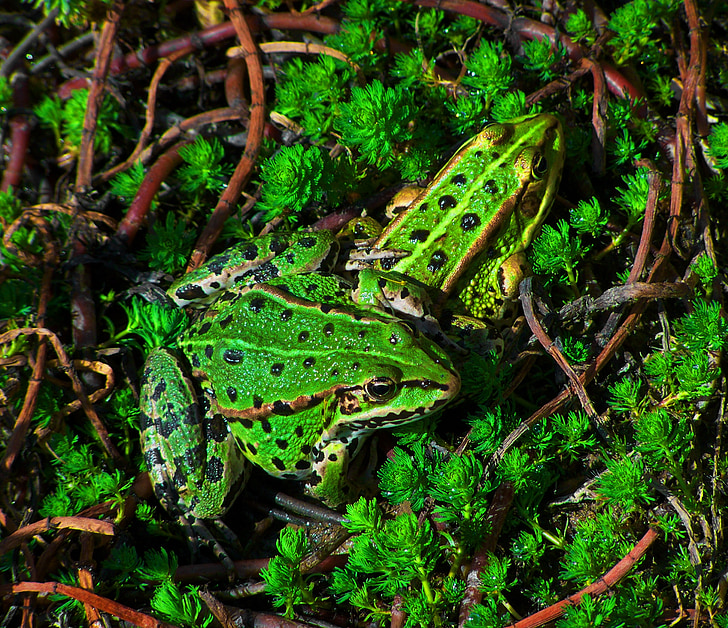 green lake frogs, amphibians, lake, nature