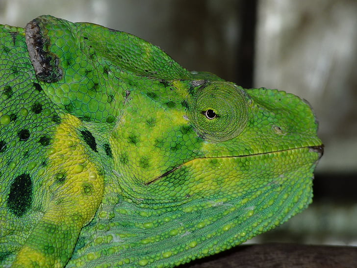chameleon obecný, Evropská chameleon, Chameleon obecný, Chameleon, chamaeleonidae, plaz, zvíře