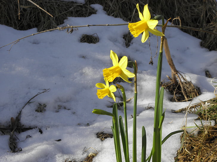 Daffodil, blomma, fruhblueher, gul, snö, våren tidigare