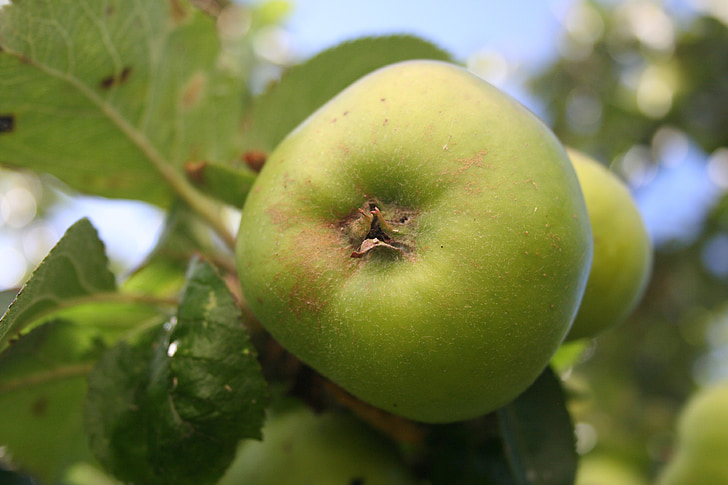 Apple, organice, produse alimentare, proaspete, sănătos, fructe, verde
