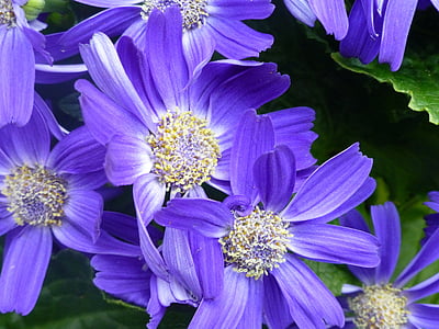 Gerbera, flor, floración, naturaleza, púrpura, planta, flor