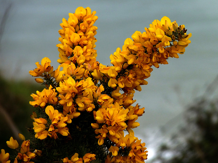 gorse, furze, yellow, yellow flower flower, shrub, bloom, blossom