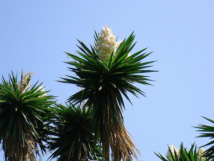 Yucca, bunga, bunga putih, Spanyol