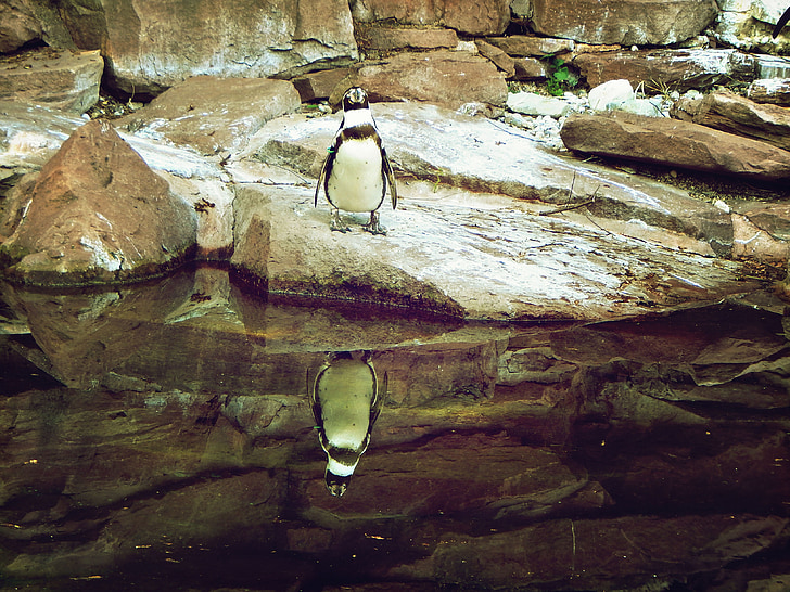 penguin, zoo, animal, bird