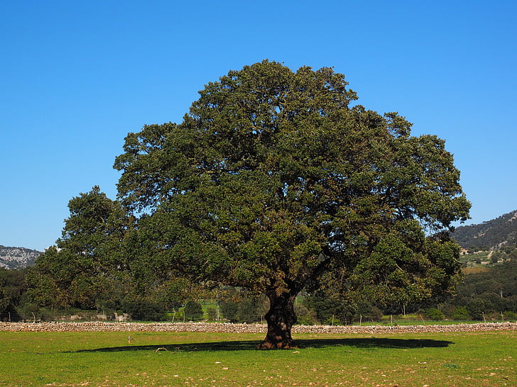 fa, Kámfor fa, Cinnamomum camphora, Kámfor, Laurel üvegházhatású, babérfélék (Lauraceae), babér fát