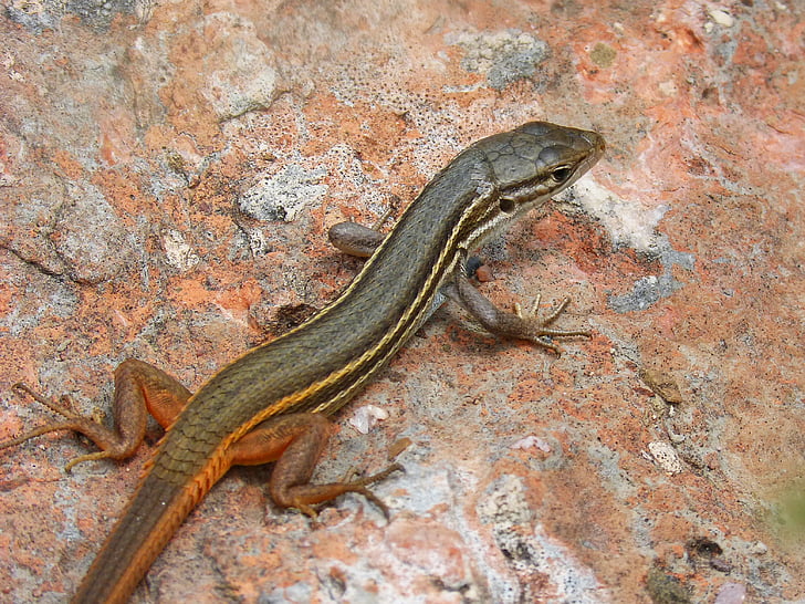 lizard, sargantana, scales, detail, rock, reptiles, orange color