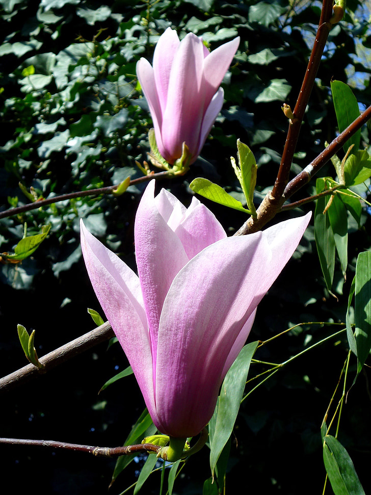 Jardin des plantes, magnólie, fialová, zelený list, jaro, březen, květ