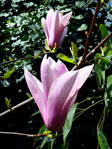 Jardin des plantes, Magnolia, púrpura, hoja verde, primavera, marzo, flor