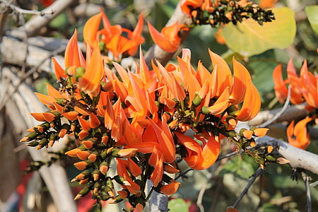 korálový strom, Erythrina caffra, květiny, oranžový květ, oranžová, světlé, závod