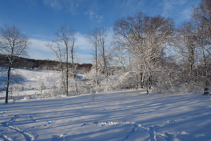 vinterlandskap, snö, träd, december, Visa