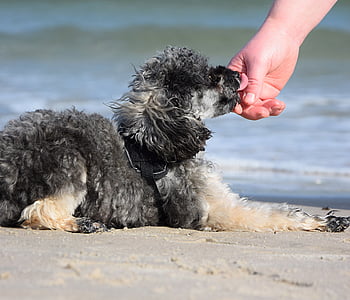 pas, igrati, jezik, ruku, ruku, povezanosti, ljubav