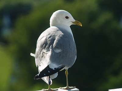seagull, seevogel, close, bird