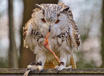 owl, wildpark poing, prey, bird, feather, eagle owl, animals