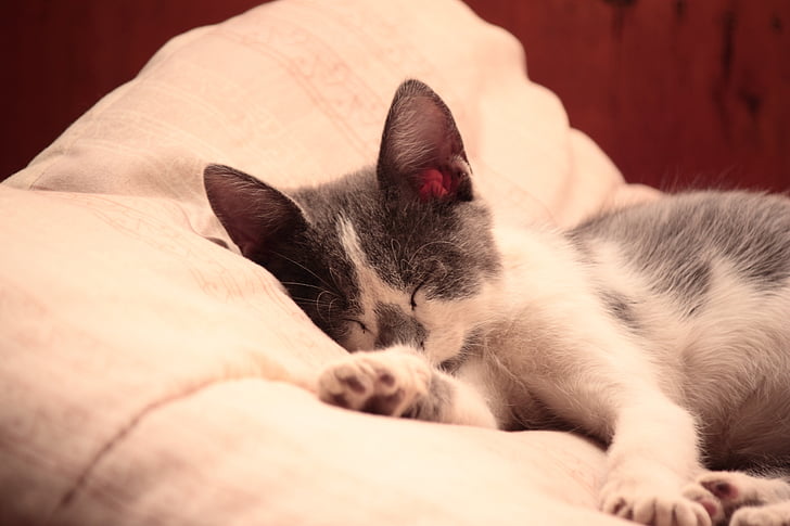 แมว, แมว, แมว, สยาม, ลูกแมว, แมวไม้, นอนหลับ