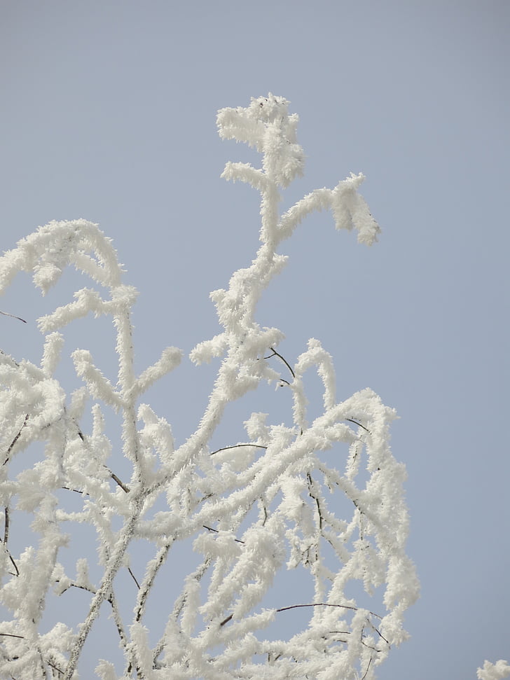 naturaleza, formación de hielo, invierno, Frost, belleza, cielo blanco, cielo